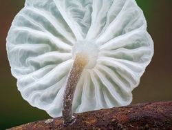 Bermacam Wujud Jamur yang Belum Pernah Kamu Lihat