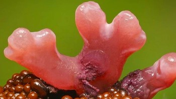 Foto: Instagram @marin_mushrooms via Brainberries