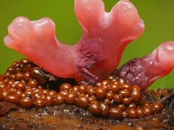 Bermacam Wujud Jamur yang Belum Pernah Kamu Lihat