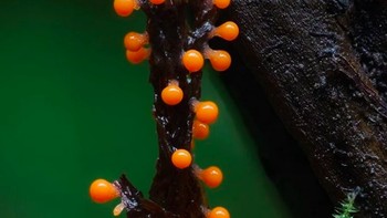 Foto: Instagram @marin_mushrooms via Brainberries