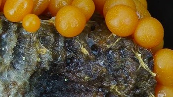 Foto: Instagram @marin_mushrooms via Brainberries