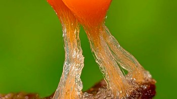 Foto: Instagram @marin_mushrooms via Brainberries