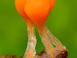 Bermacam Wujud Jamur yang Belum Pernah Kamu Lihat