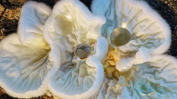 Foto: Instagram @marin_mushrooms via Brainberries