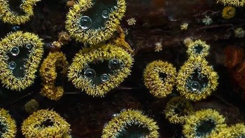 Foto: Instagram @marin_mushrooms via Brainberries