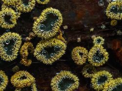 Bermacam Wujud Jamur yang Belum Pernah Kamu Lihat