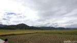 Foto Sawah yang Viral di Yogya