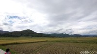 Wisatawan bisa berfoto di tengah hamparan sawah Bulak Pronosutan dengan kondisi siap panen. Sementara background di belakang merupakan hamparan Perbukitan Menoreh yang hijau. Jika cuaca sedang cerah, Gunung Merapi akan nampak dengan gagahnya di sisi utara (Foto: Sayoto Ashwan/detikcom)