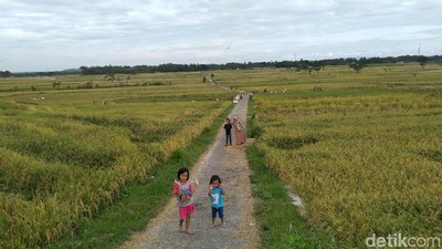 Foto Sawah yang Viral di Yogya