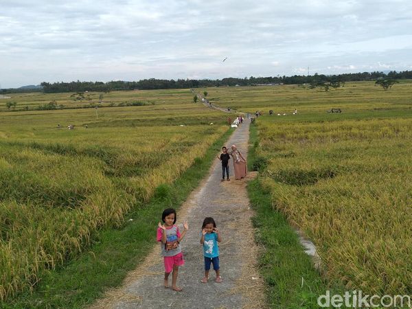 Foto Sawah yang Viral di Yogya