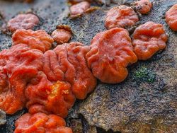 Bermacam Wujud Jamur yang Belum Pernah Kamu Lihat