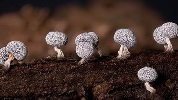 Foto: Instagram @marin_mushrooms via Brainberries