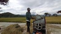 Masa panen di persawahan yang ada di Bulak Pronosutan, yogya