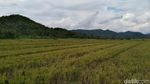 Foto Sawah yang Viral di Yogya