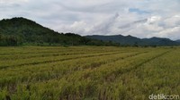 Terkenalnya sawah Bulak Pronosutan setelah diunggah di berbagai media sosial, baik di Facebook, Twitter maupun Instagram. Sawah yang hijau dengan jalan beton di tengah dan beberapa pohon sengon menjuntai menjadikan siapapun ingin datang ke tempat ini (Foto: Sayoto Ashwan/detikcom)
