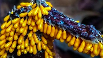 Foto: Instagram @marin_mushrooms via Brainberries