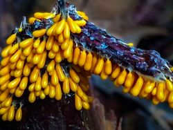 Bermacam Wujud Jamur yang Belum Pernah Kamu Lihat