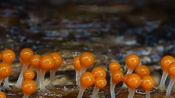 Foto: Instagram @marin_mushrooms via Brainberries