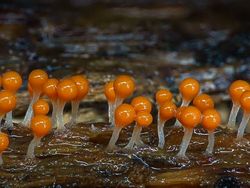 Bermacam Wujud Jamur yang Belum Pernah Kamu Lihat