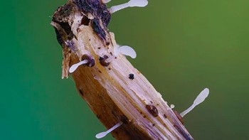 Foto: Instagram @marin_mushrooms via Brainberries