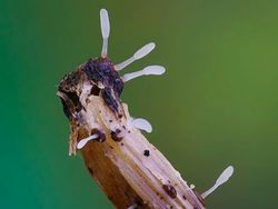 Bermacam Wujud Jamur yang Belum Pernah Kamu Lihat