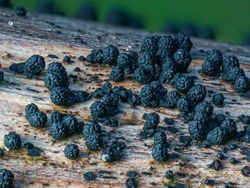 Bermacam Wujud Jamur yang Belum Pernah Kamu Lihat