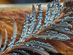 Bermacam Wujud Jamur yang Belum Pernah Kamu Lihat