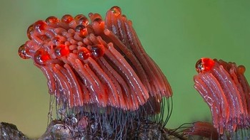 Foto: Instagram @marin_mushrooms via Brainberries