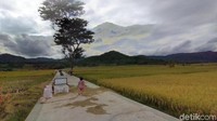 Kabupaten Kulon Progo, DI Yogyakarta punya banyak tempat-tempat wisata alam di Perbukitan Menoreh. Salah satu tempat yang booming untuk selfie dan berfoto adalah hamparan persawahan yang ada di Bulak Pronosutan (Foto: Sayoto Ashwan/detikcom)