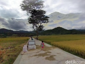 Sawah di Jogja Ini Begitu Terkenal