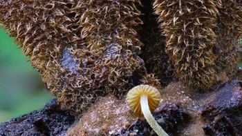 Foto: Instagram @marin_mushrooms via Brainberries