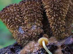 Bermacam Wujud Jamur yang Belum Pernah Kamu Lihat