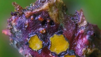 Foto: Instagram @marin_mushrooms via Brainberries