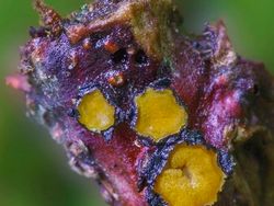 Bermacam Wujud Jamur yang Belum Pernah Kamu Lihat