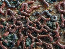 Bermacam Wujud Jamur yang Belum Pernah Kamu Lihat