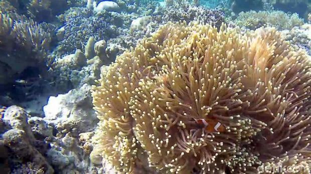 Pulau Karampuang di Mamuju, Surganya Wisata Air