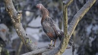Seekor ayam yang tubuhnya penuh abu vulkanik tengah berkokok. AP Photo/Aaron Favila.