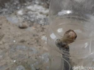 Dua Warga Tasik Digigit Ular, Satu Korban Meninggal Dunia
