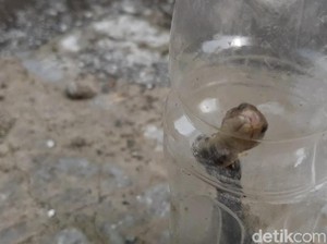 Dua Warga Tasik Digigit Ular, Satu Korban Meninggal Dunia