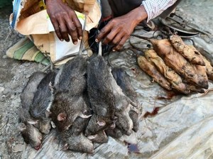 Makanan Enak dari Tikus hingga Durian Unggul Indonesia