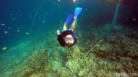 Wisata di Pulau Karampuang takkan lengkap jika tidak nyebur langsung. (Foto: Abdy Febriady/detikcom)(Foto: Abdy Febriady/detikcom)