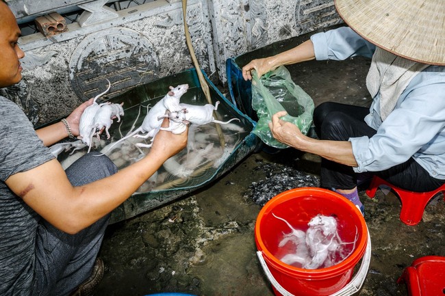 Karena Rasanya Enak, Tikus Jadi Hidangan Populer di 5 Negara Asia Ini