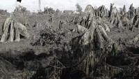 Abu juga menutupi dan merusak perkebunan warga. AP Photo/Aaron Favila.