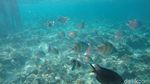 Foto: Surga Bawah Laut Pulau Karampuang di Mamuju