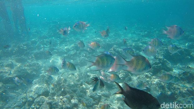 Pulau Karampuang di Mamuju, Surganya Wisata Air