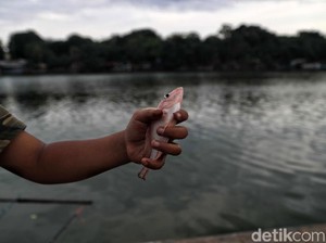 Sudin KPKP Uji Lab Air Danau Sunter Imbas Ikan-ikan Mati, Ini Hasilnya