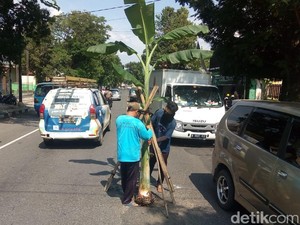 Jalan Nasional Semarang-Purwokerto Ditanami Pohon Pisang, Ada Apa?