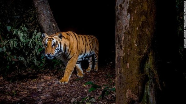 Kamera jebakan memungkinkan para peneliti untuk secara diam-diam memotret satwa liar, seperti seekor harimau di Taman Nasional Bardia, Nepal ini. Wildlife Insights diluncurkan pada bulan Desember sebagai basis data kamera perangkap terbesar di dunia, menampung lebih dari 4,5 juta gambar (Foto: CNN) Kamera jebakan memungkinkan para peneliti untuk secara diam-diam memotret satwa liar, seperti seekor harimau di Taman Nasional Bardia, Nepal ini. Wildlife Insights diluncurkan pada bulan Desember sebagai basis data kamera perangkap terbesar di dunia, menampung lebih dari 4,5 juta gambar (Foto: CNN)