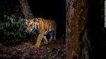Foto-foto Satwa Liar di Situs yang Didukung AI Google