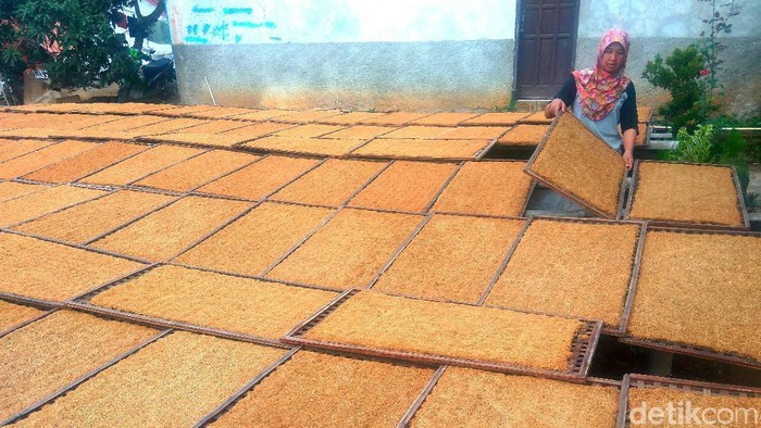 Cuaca yang tak menentu turut berimbas pada petani tembakau. Hasil tembakau yang tak maksimal membuat penghasilan para petani turun.